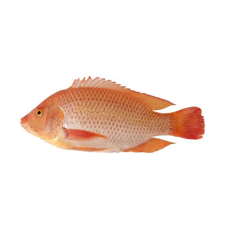 Cá Diêu Hồng
