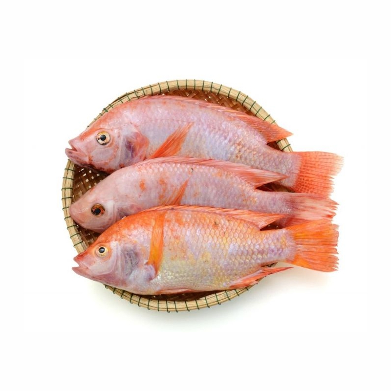 Cá Diêu Hồng - Ảnh 2
