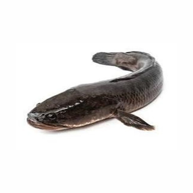 Cá Lóc