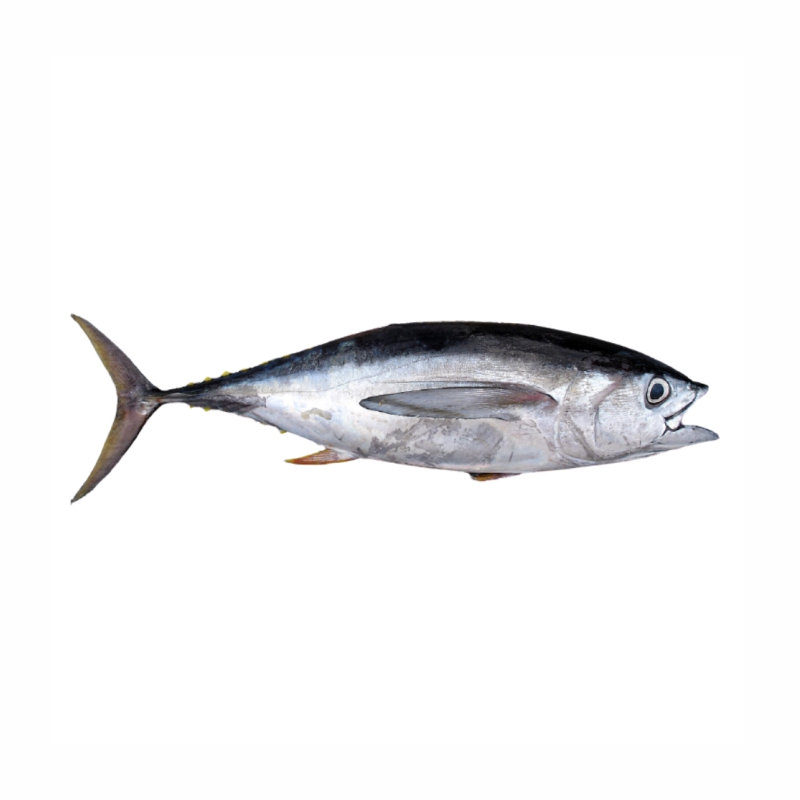 Cá ngừ