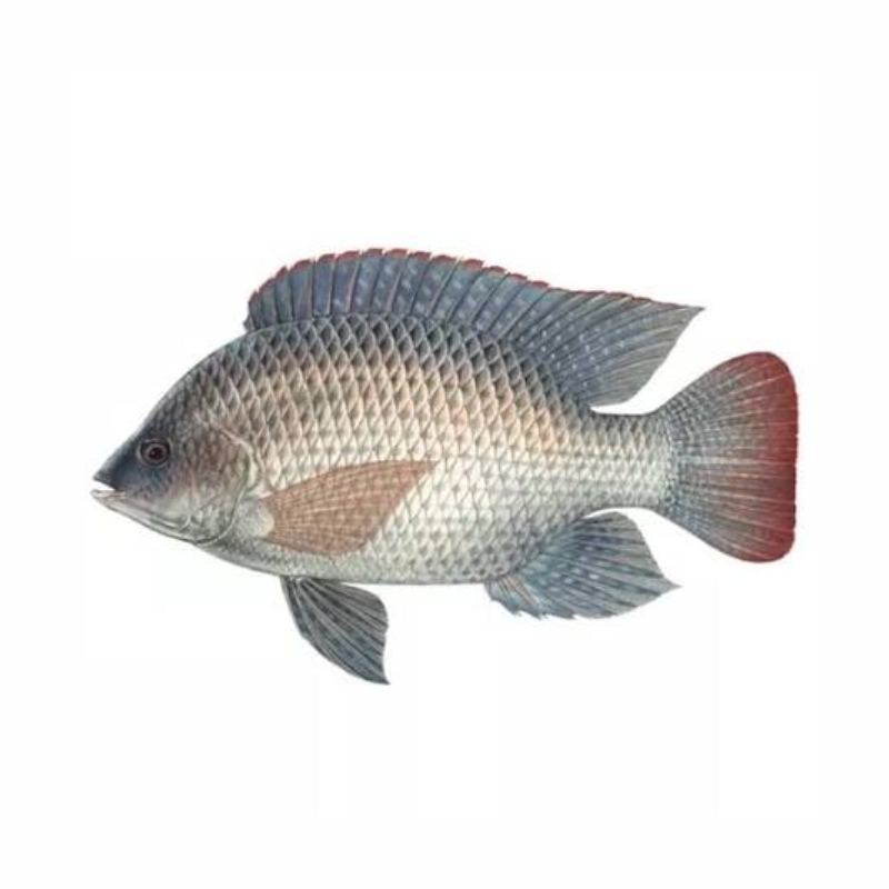 Cá Rô Phi